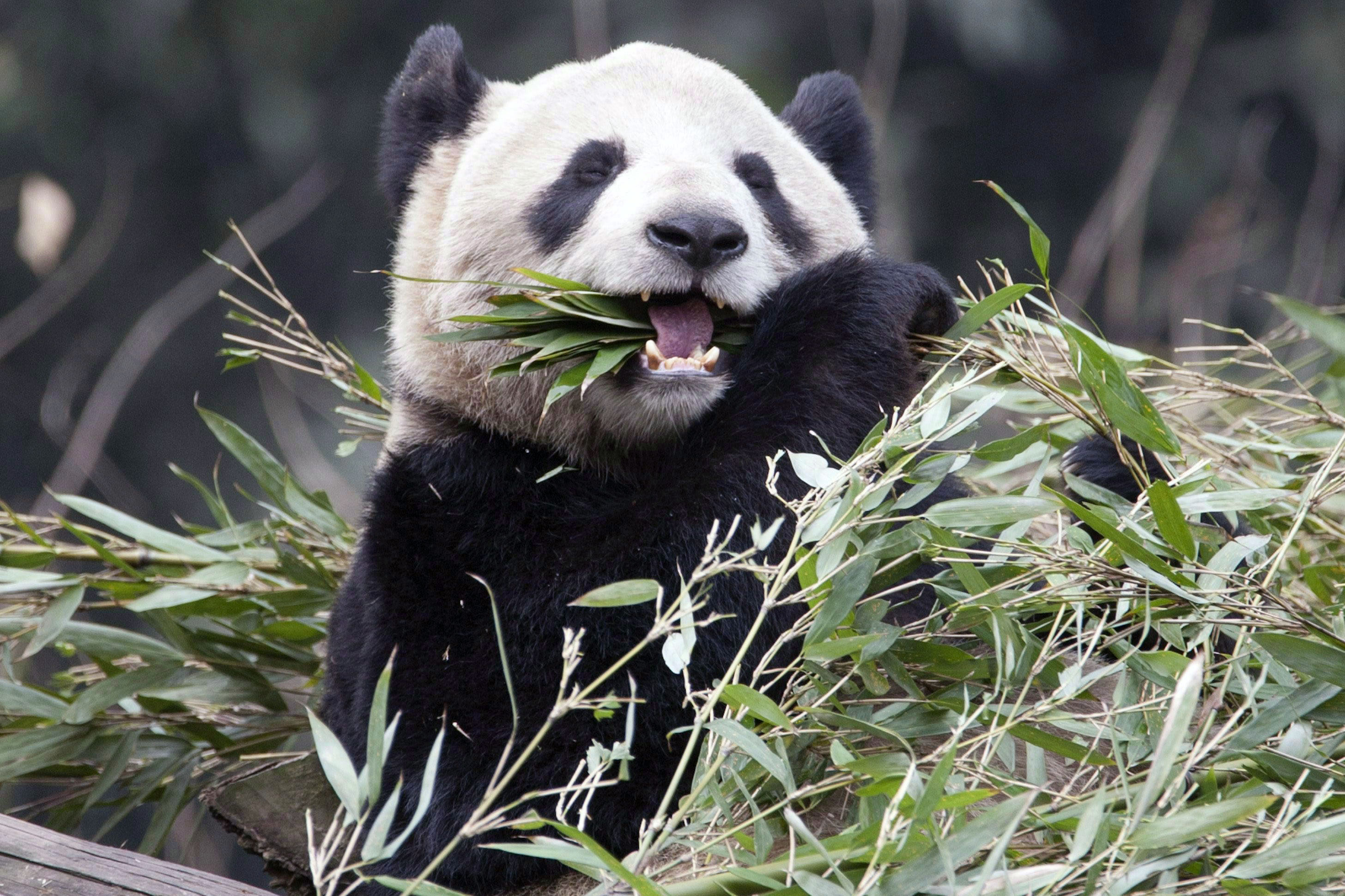 Giant panda exhibit opens at Toronto Zoo on May 18 - CityNews Toronto