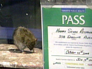 Public Health Officials Close Chinatown Eatery Where Rats Were Spotted