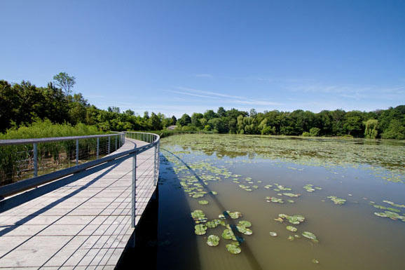 Biodiversity is returning to Humber River wetlands