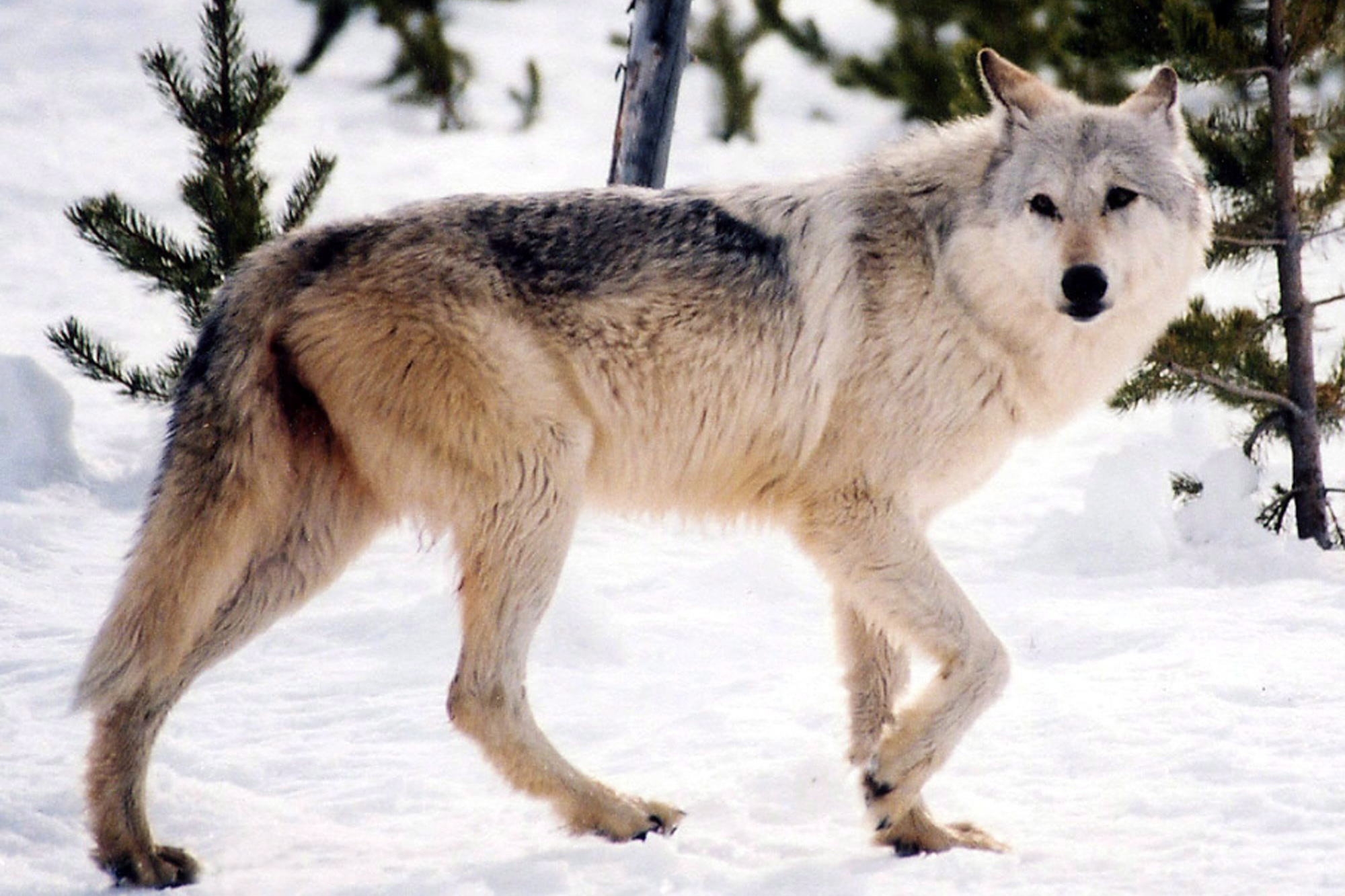 Волк точка ру. Макензийский Тундровый волк. Сибирский волкособ. Берингийский волк. Волк Долины Маккензи.