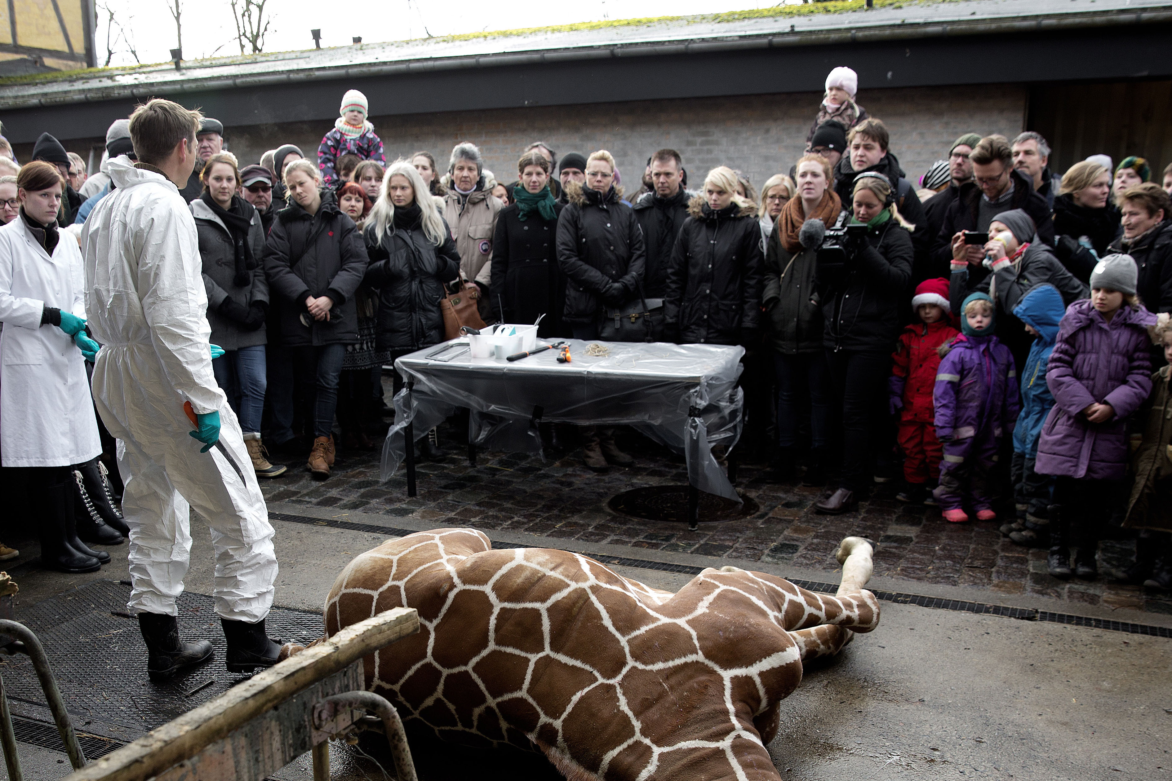 Copenhagen Zoo Kills Healthy Young Giraffe Citynews Toronto