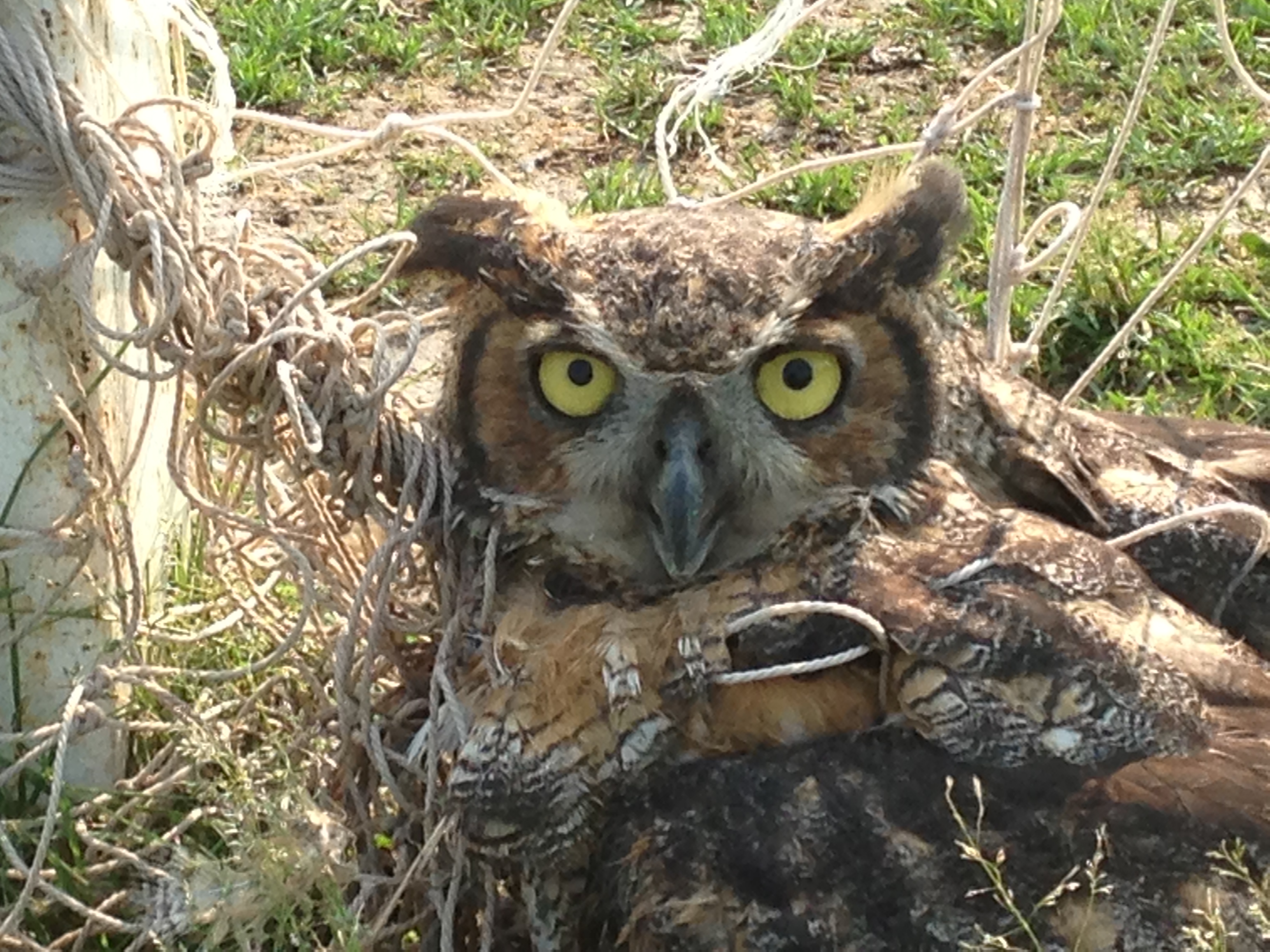 Owl Rescued From Being Stuck In Soccer Net