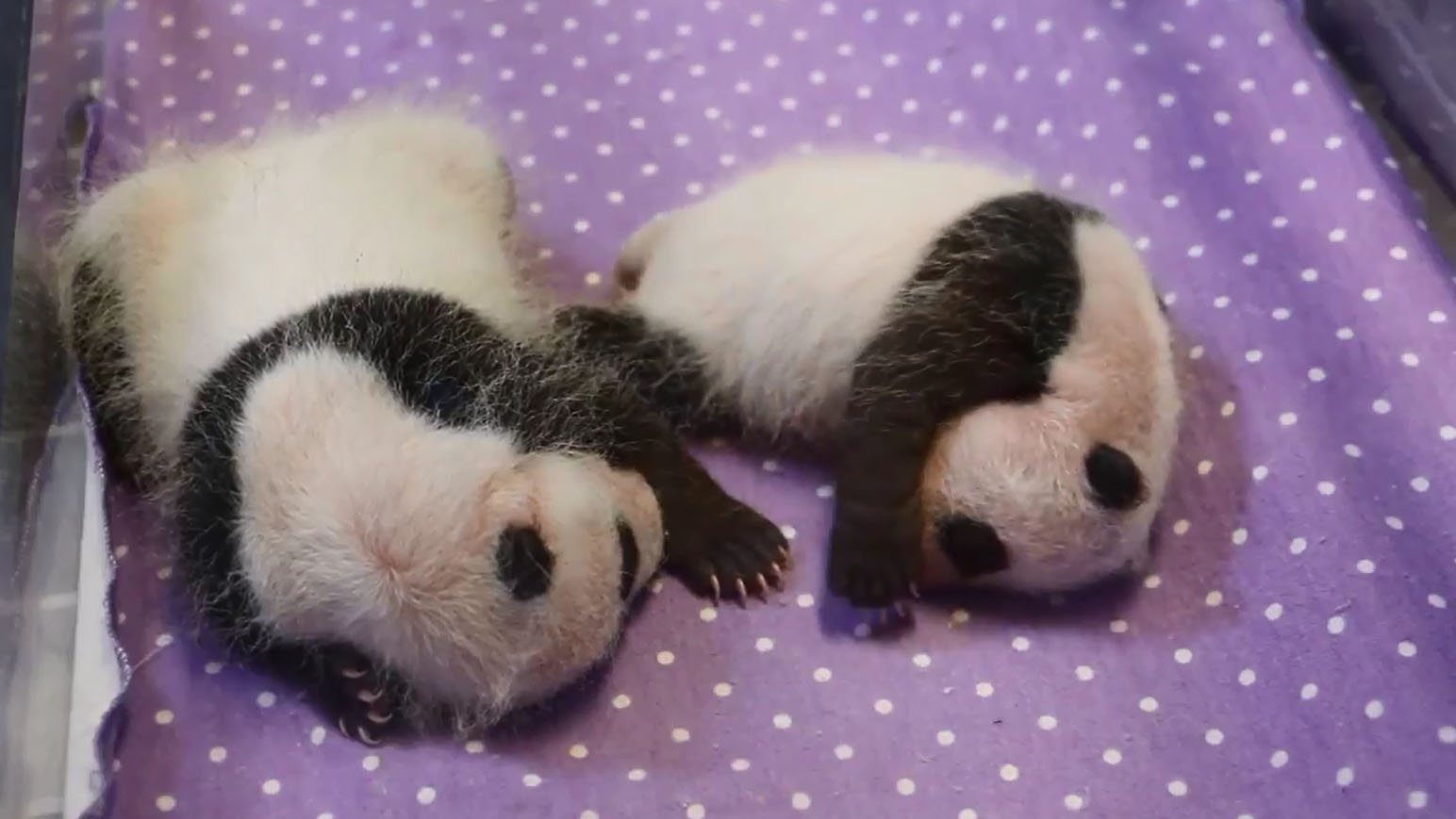 Toronto Zoo's baby pandas look like pandas now