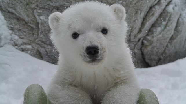 Juno the polar bear cub. Photo courtesy of: The Canadian Army