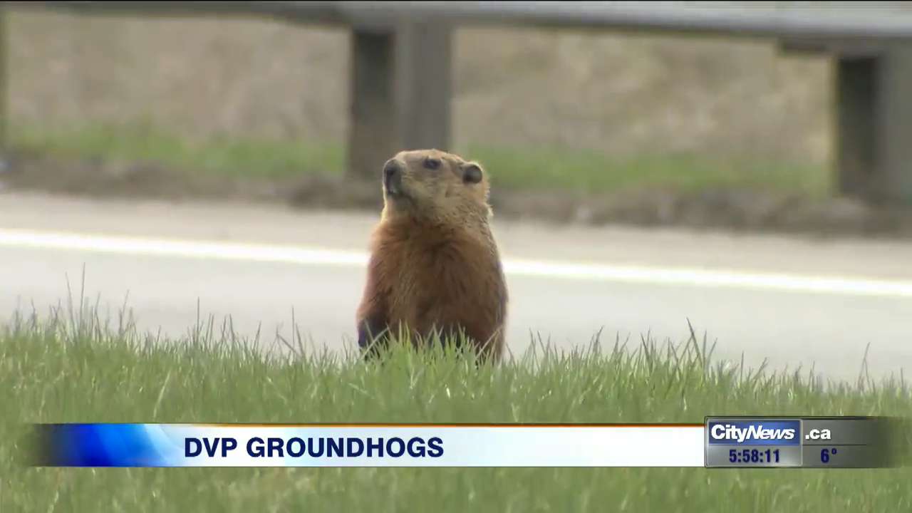 Video: DVP groundhogs living the high life | CityNews Toronto