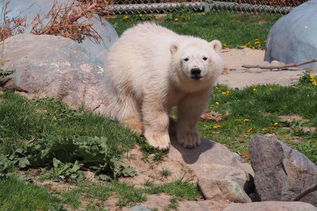 Juno the polar bear cub