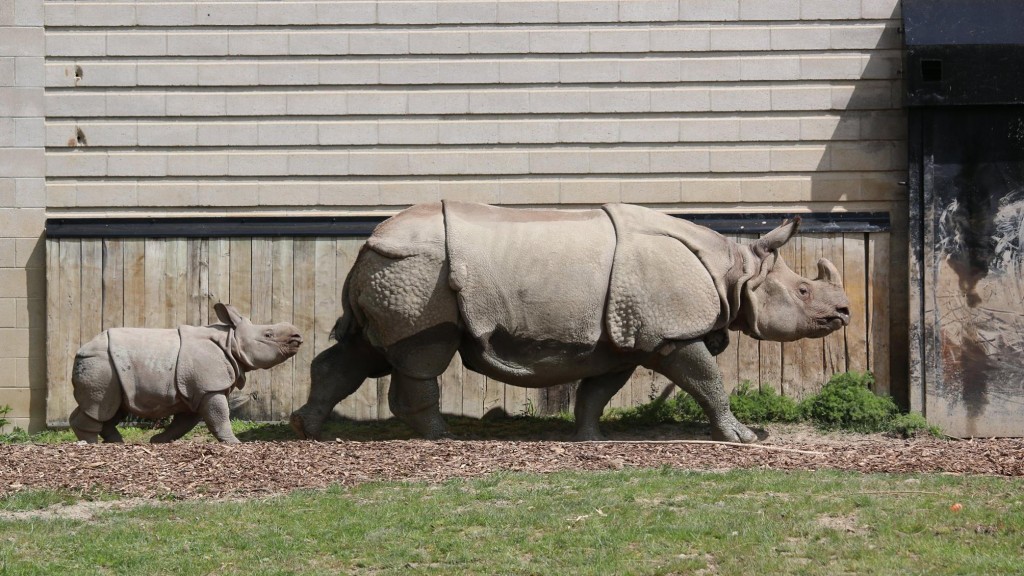 Rhinoceros Nandu follows mom Ashakiran at the Toronto Zoo in photos released on May 19, 2016. TORONTO ZOO. 