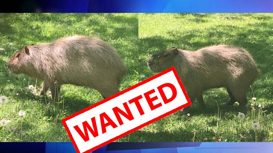 Two Capybaras Still On The Loose After Escaping High Park Zoo Citynews Toronto