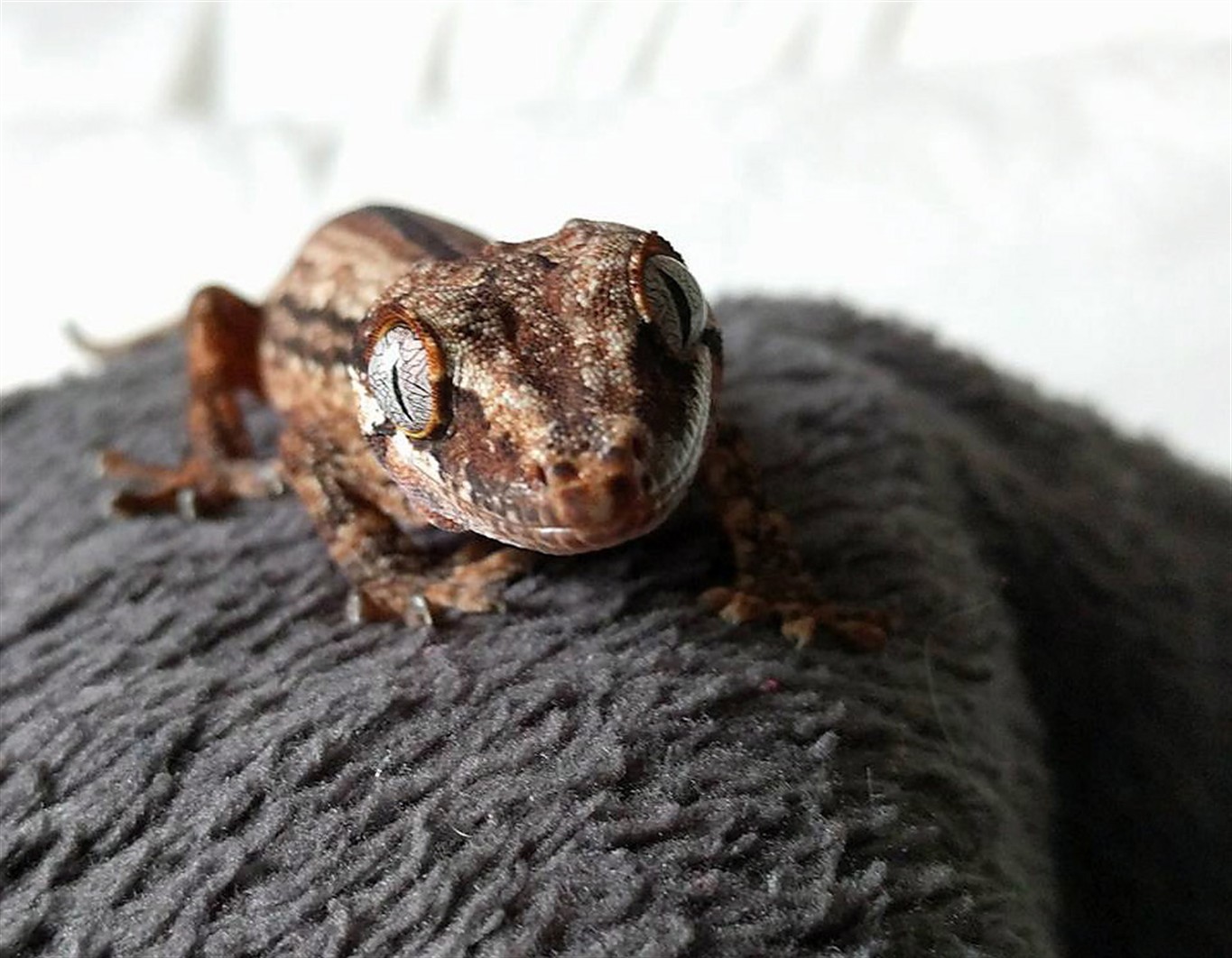 Westjet Finds Lost Gecko Owner Wants Airline To Change Policy On