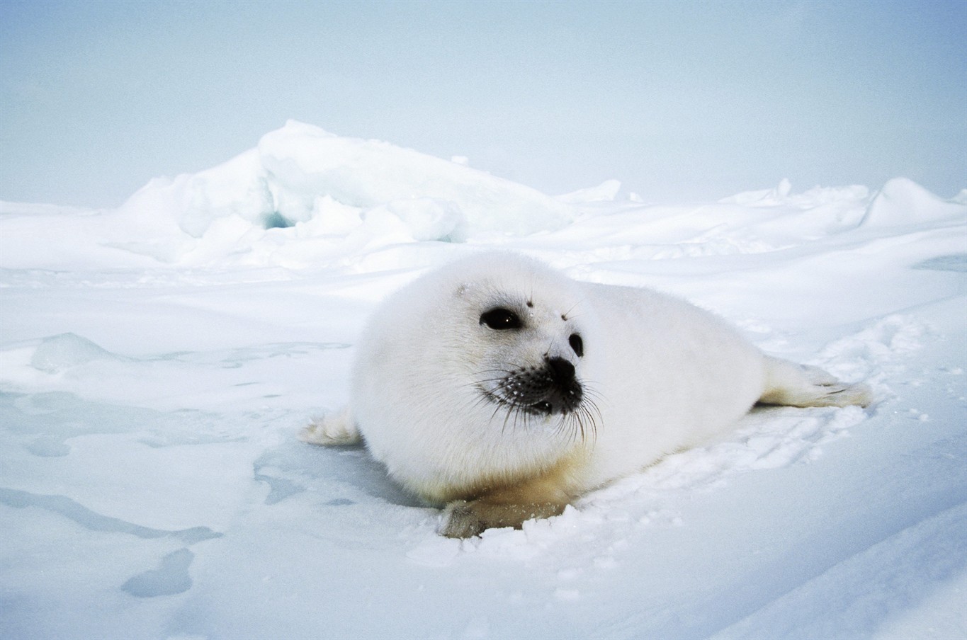 Commercial seal hunt added threat as animals' habitat deteriorates:  Non-profit