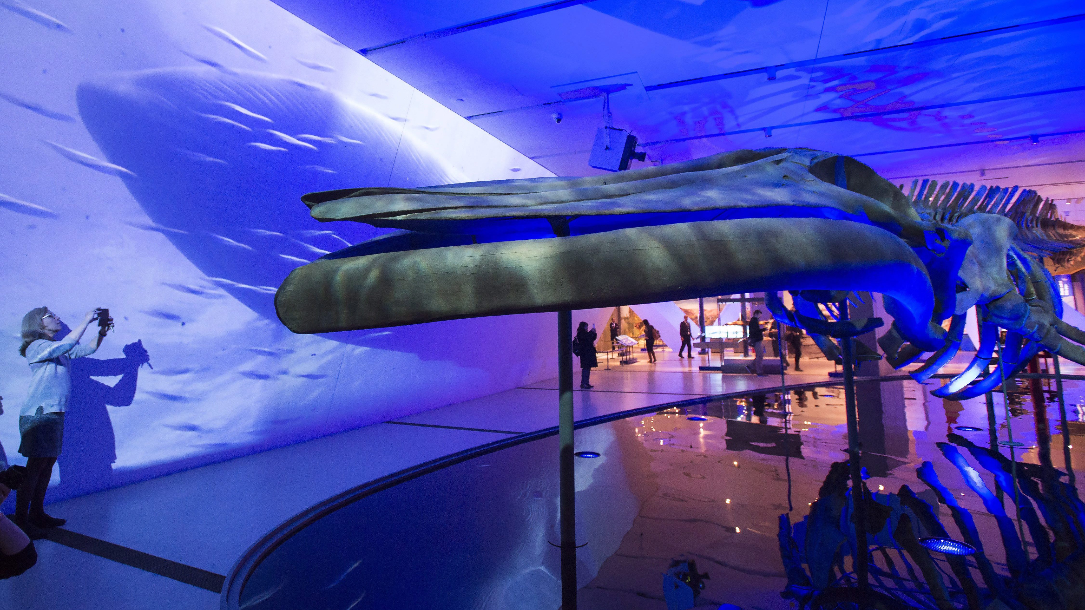 Majestic display: Massive blue whale skeleton makes its Toronto debut