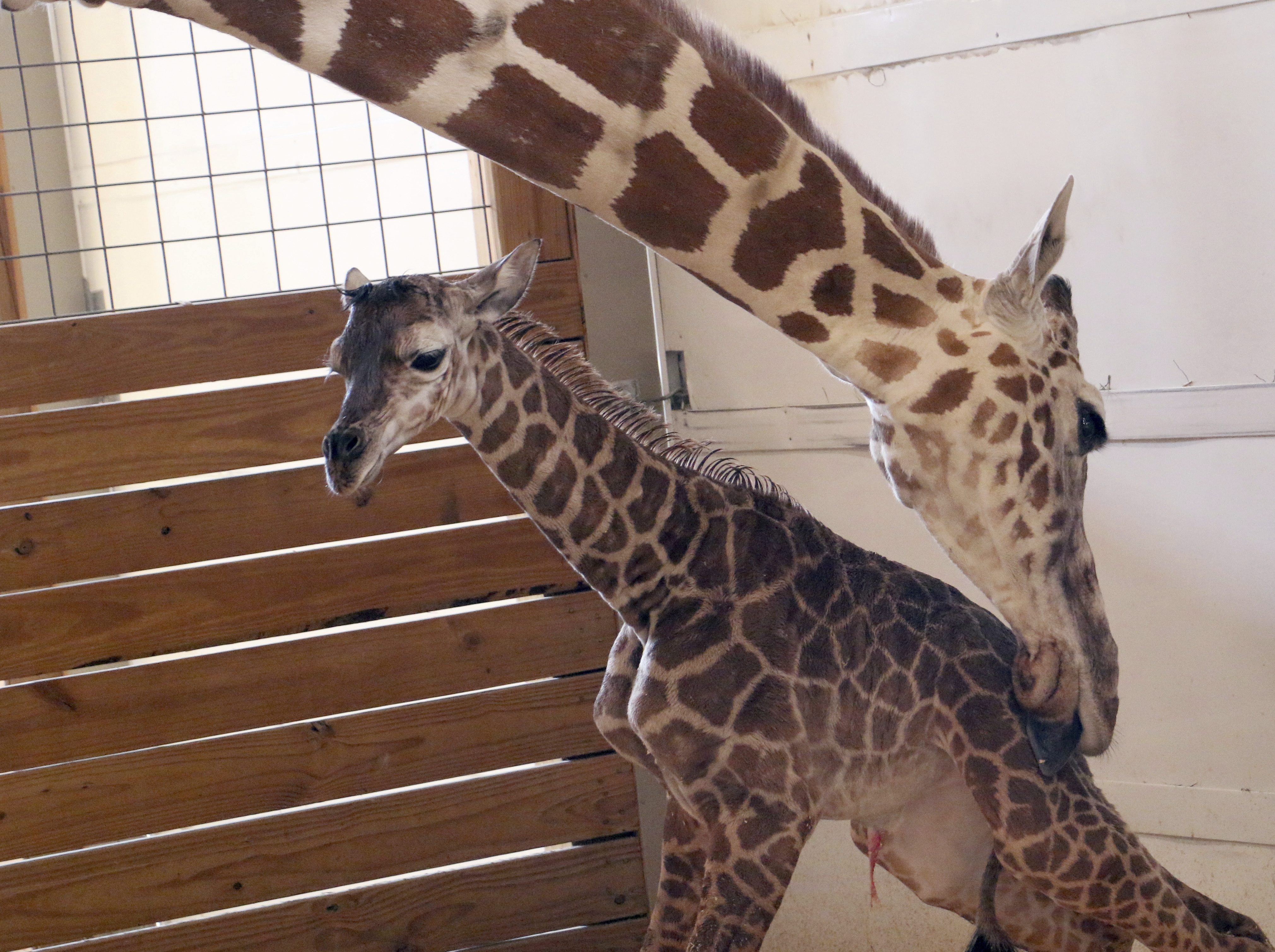 Tiny zoo. Новорожденные Жирафы. Беременный Жираф. Жираф с большим животом.