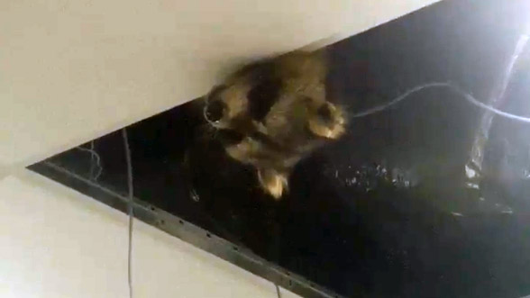 Pearson Airport Passengers Get Unexpected Welcome From Raccoon