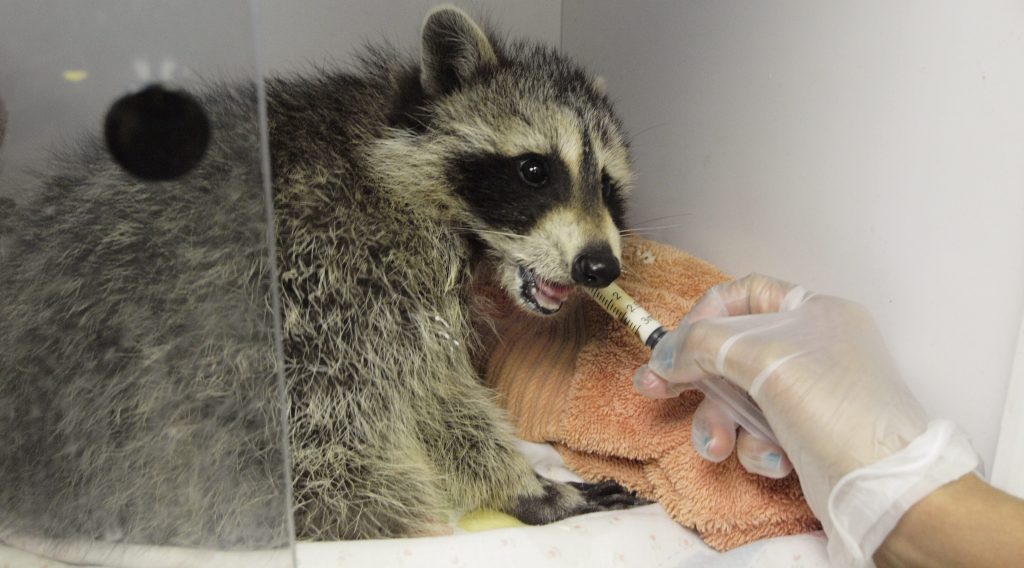 Wildlife officials nurse a baby raccoon back to health after a Toronto man allegedly try to drown it in a cage. June 7, 2017. TORONTO WILDLIFE CENTRE/Handout