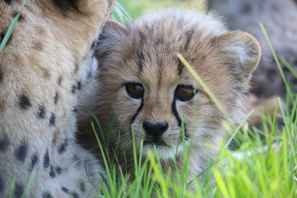 Toronto Zoo shows off 3-month-old cheetah cubs