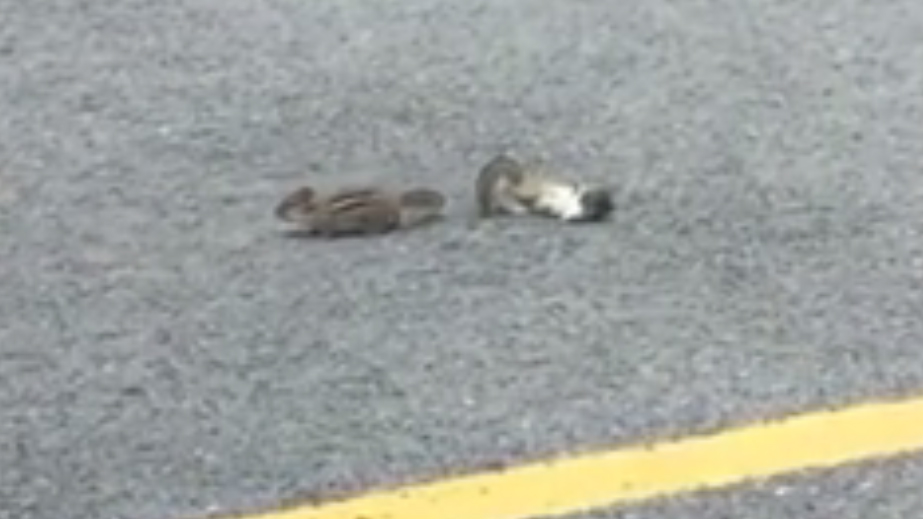 It's a total KO between these 2 chipmunks - CityNews Toronto