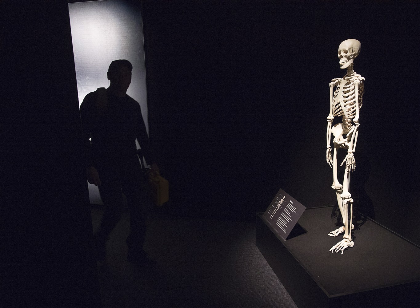 Exhibit of plastinated human corpses opens without controversy at