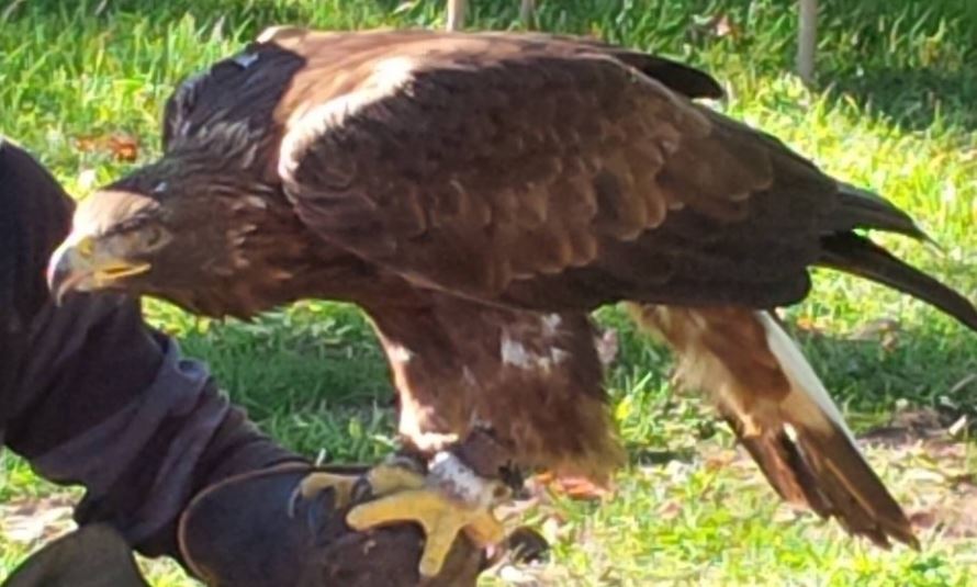 Golden Eagle Worth 15k Stolen From Ontario Aviary