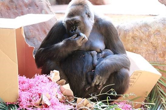 Mom Ngozi with female baby gorilla Charlie, which was born June 7, 2018, at the Toronto Zoo. HANDOUT/Toronto Zoo