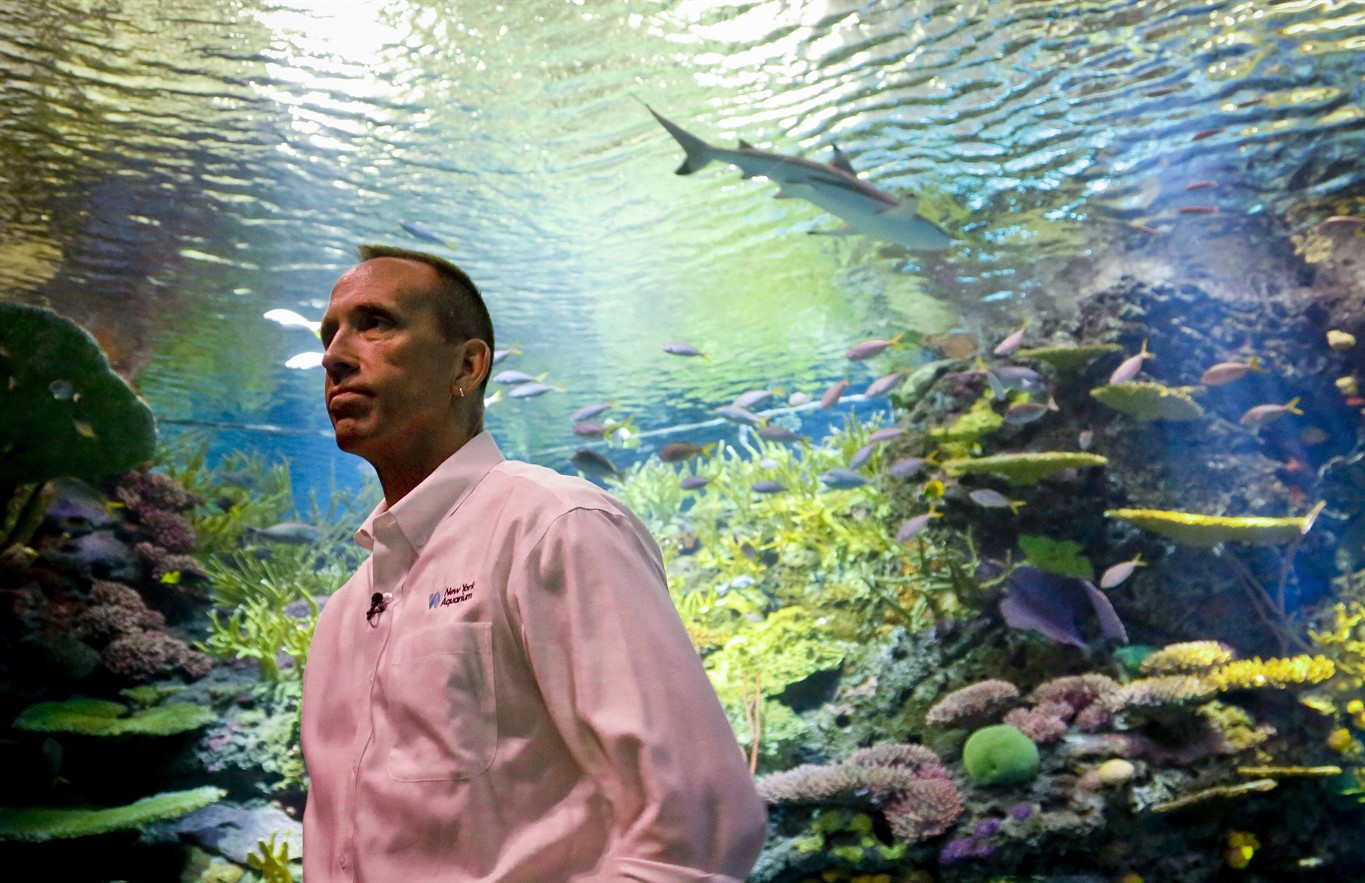 sandy-ravaged-aquarium-opens-splashy-new-shark-exhibit-citynews-toronto