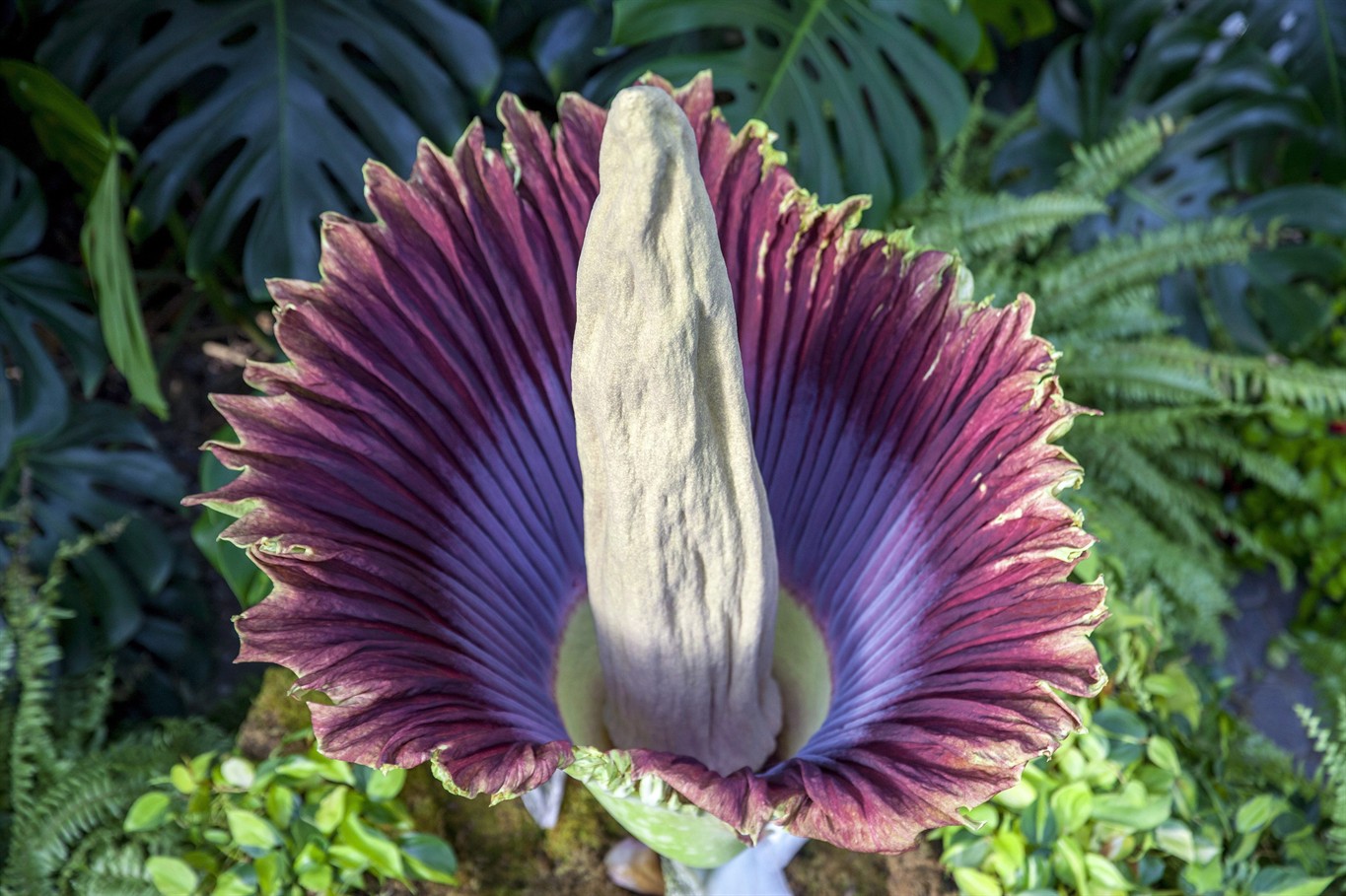 Exotic Corpse Flower Begins To Emit Is Putrid Scent At Vancouver ...