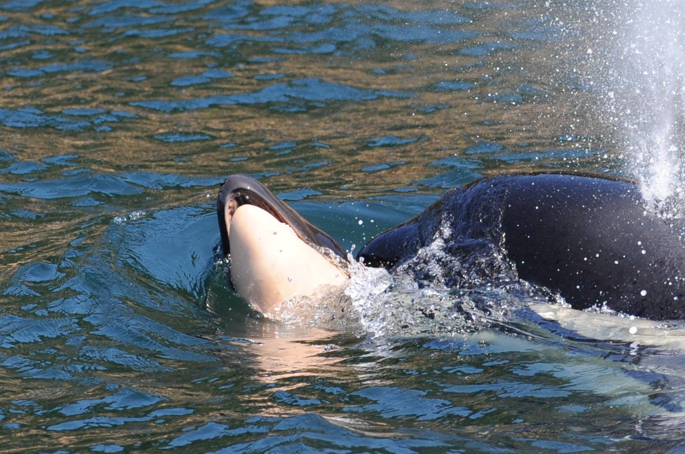 Latest calf born to endangered killer whales dies off British Columbia