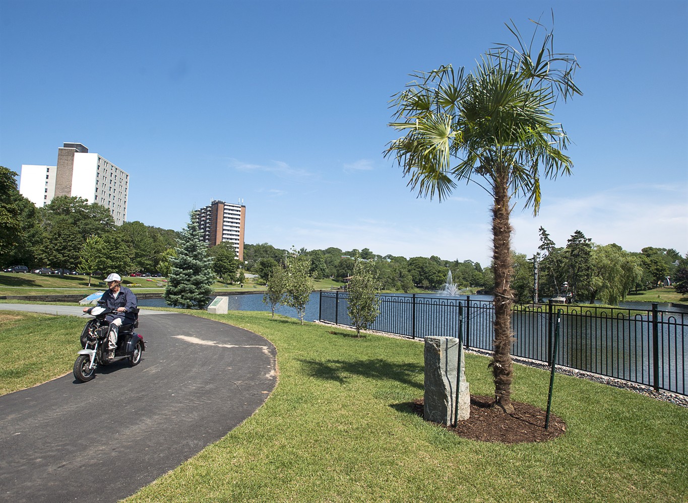 Halifax to test resilience of palm trees in 'pretty harsh' winter