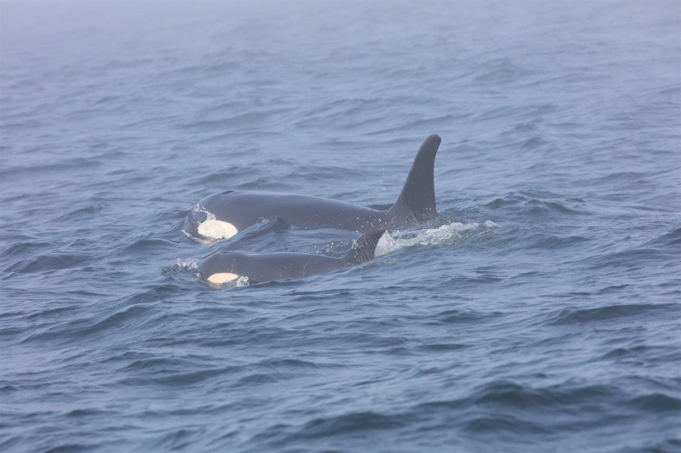 Mother Orca Spotted Carrying Dead Calf For 17th Day