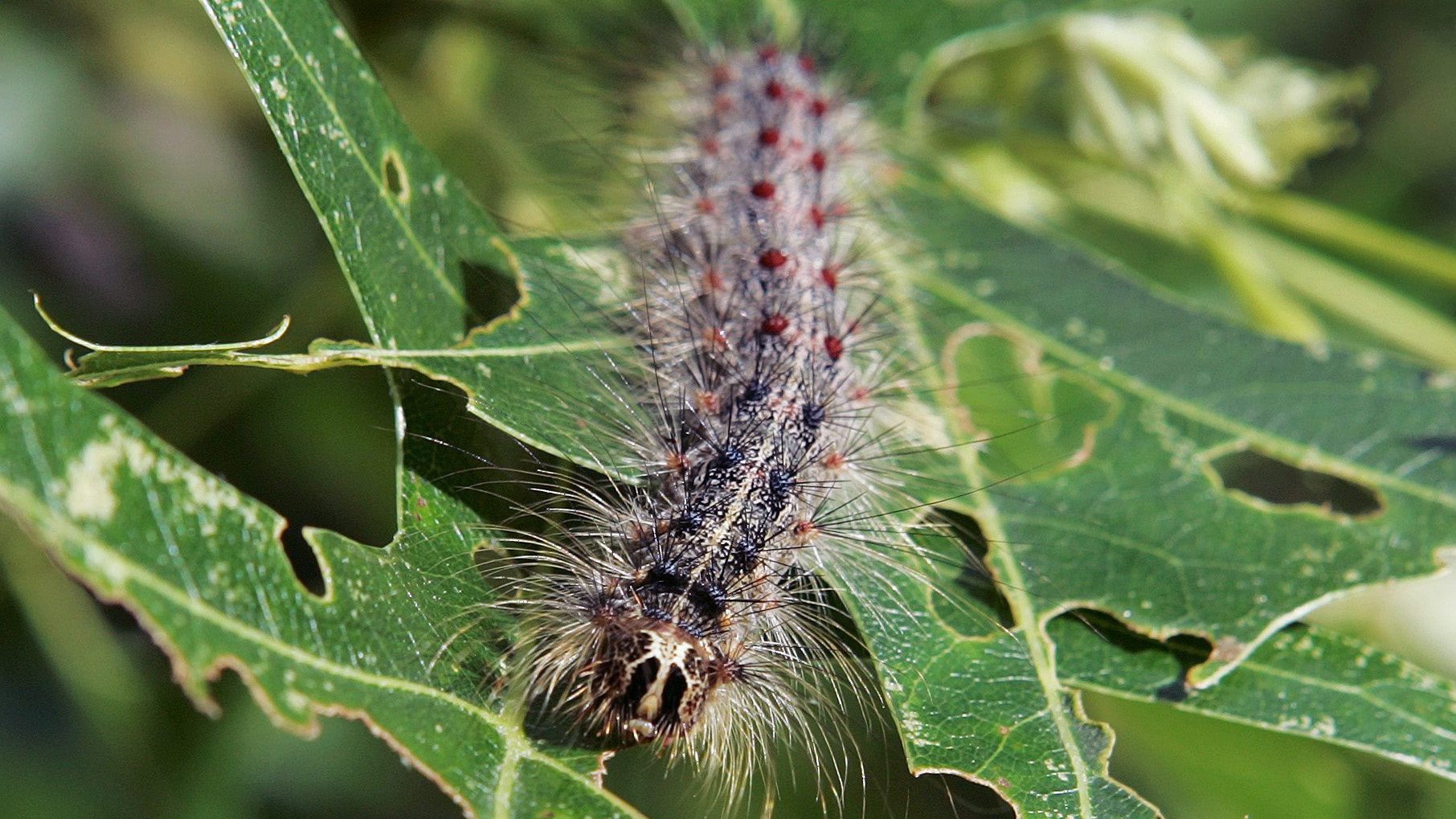 gypsy moth aerial spray - Entomology Today