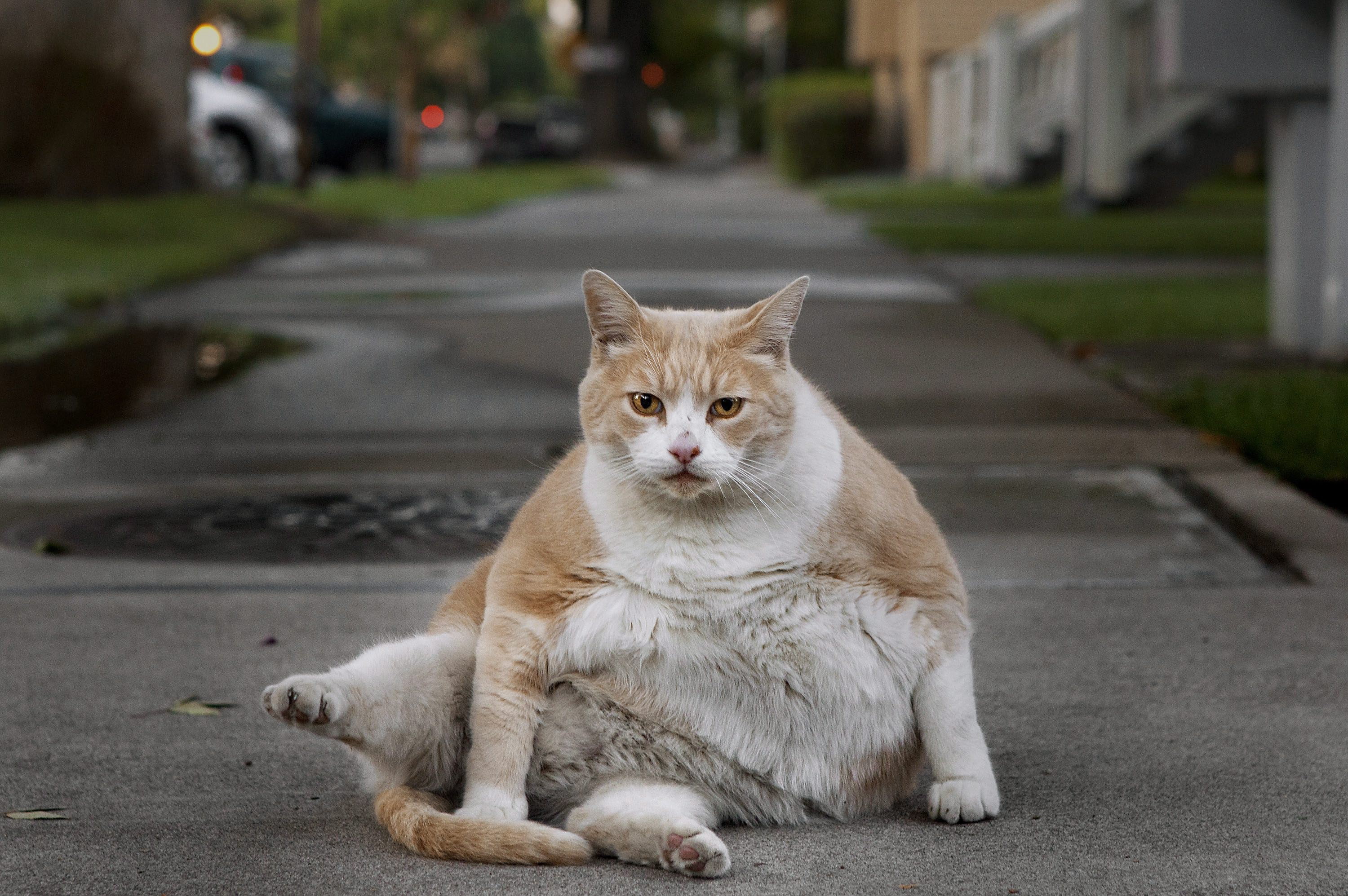 Красивые киски толстых. Tolstiy kot. Толстый кот на улице.