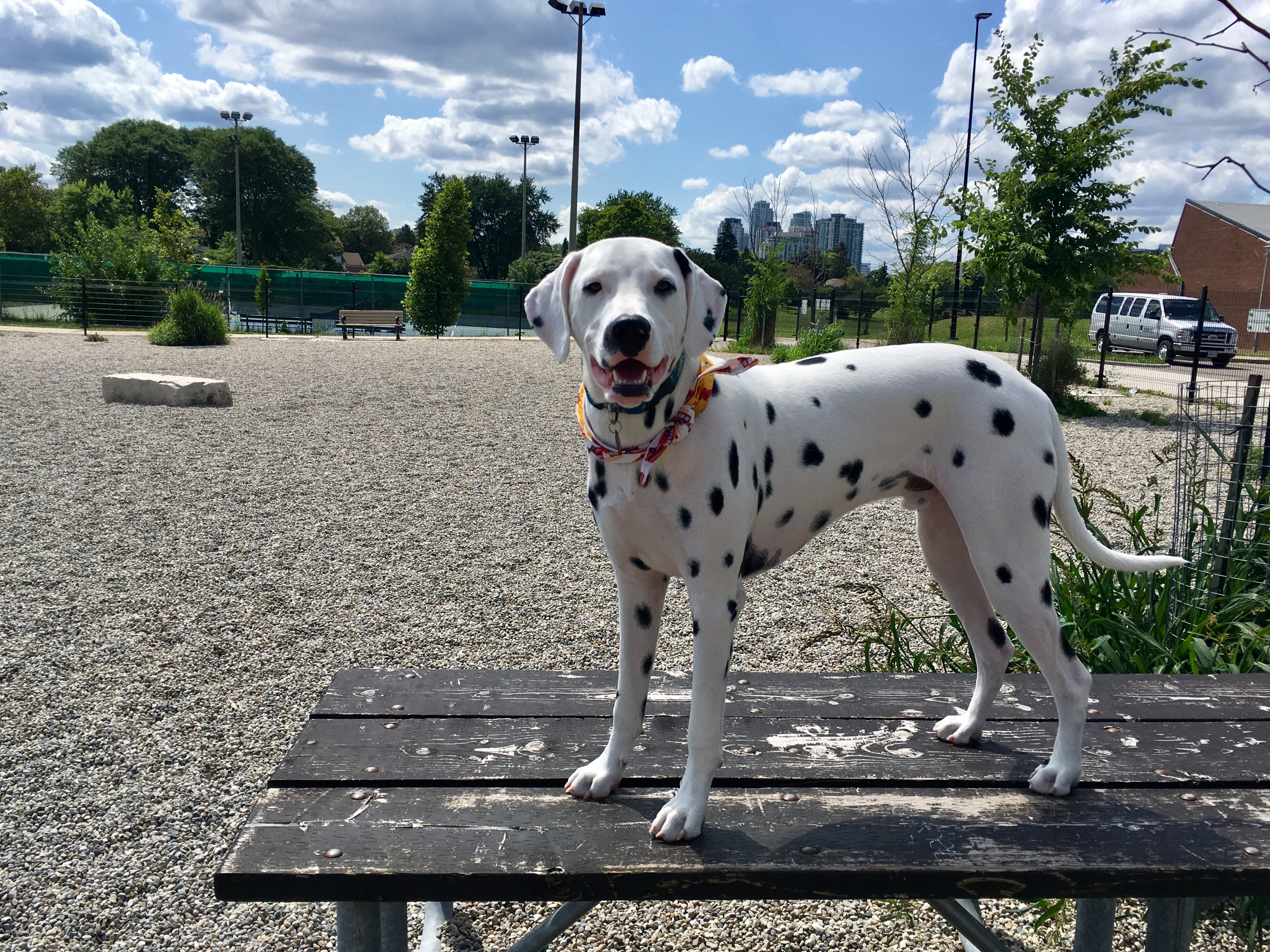 is pea gravel good for dog runs