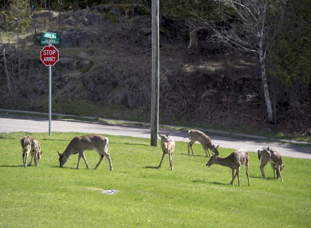 New Brunswick turns to bow hunt to control deer in populated areas