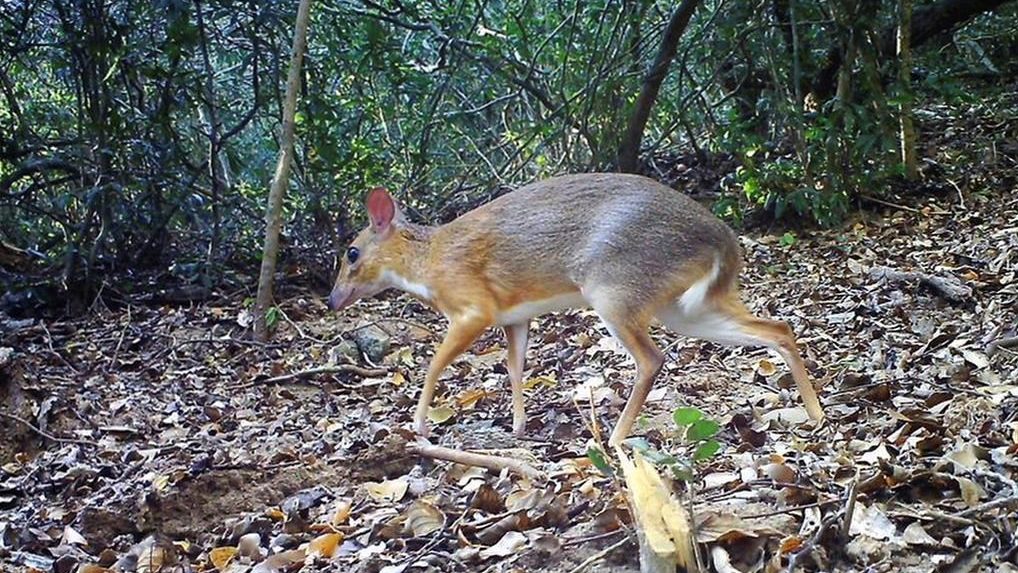 Rare deer-like species photographed for first time in wild | CityNews  Toronto