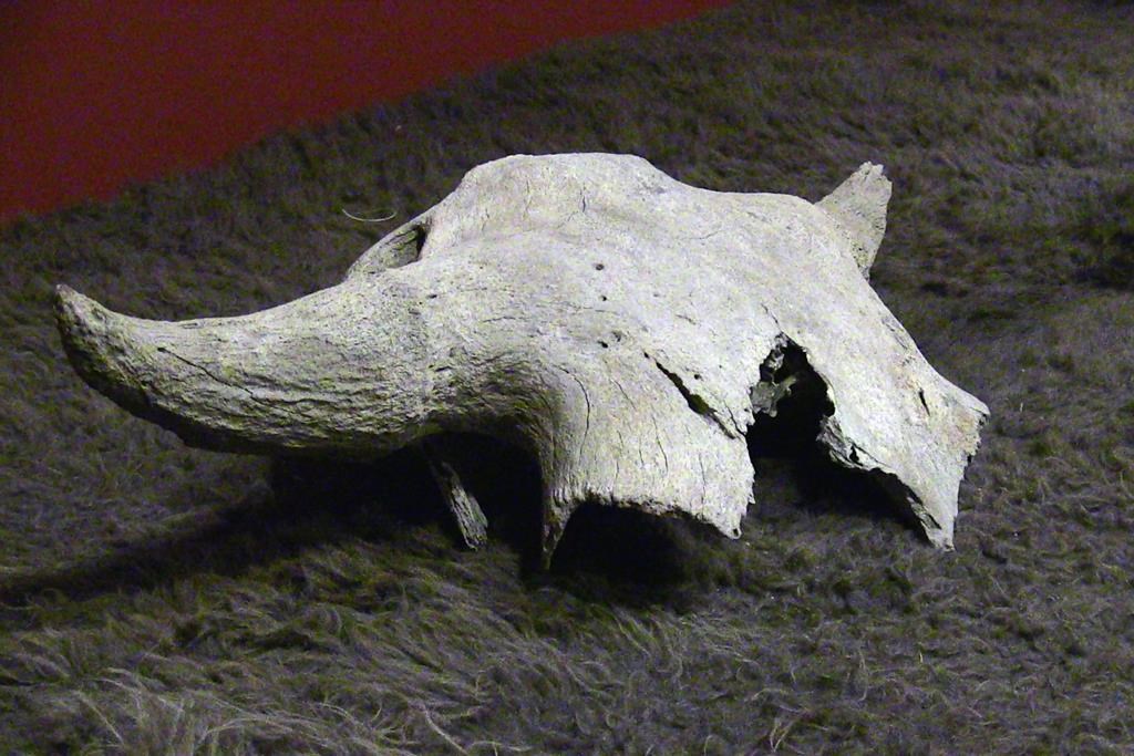 ‘Welcome home:’ 2,000-year-old bison skull returned to Alberta First Nation - CityNews