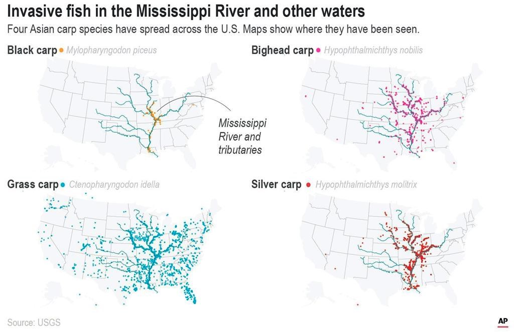 Asian Carp Roundup In Kentucky Opens New Front In Battle CityNews Toronto   GFX2223 211 2020 191258 