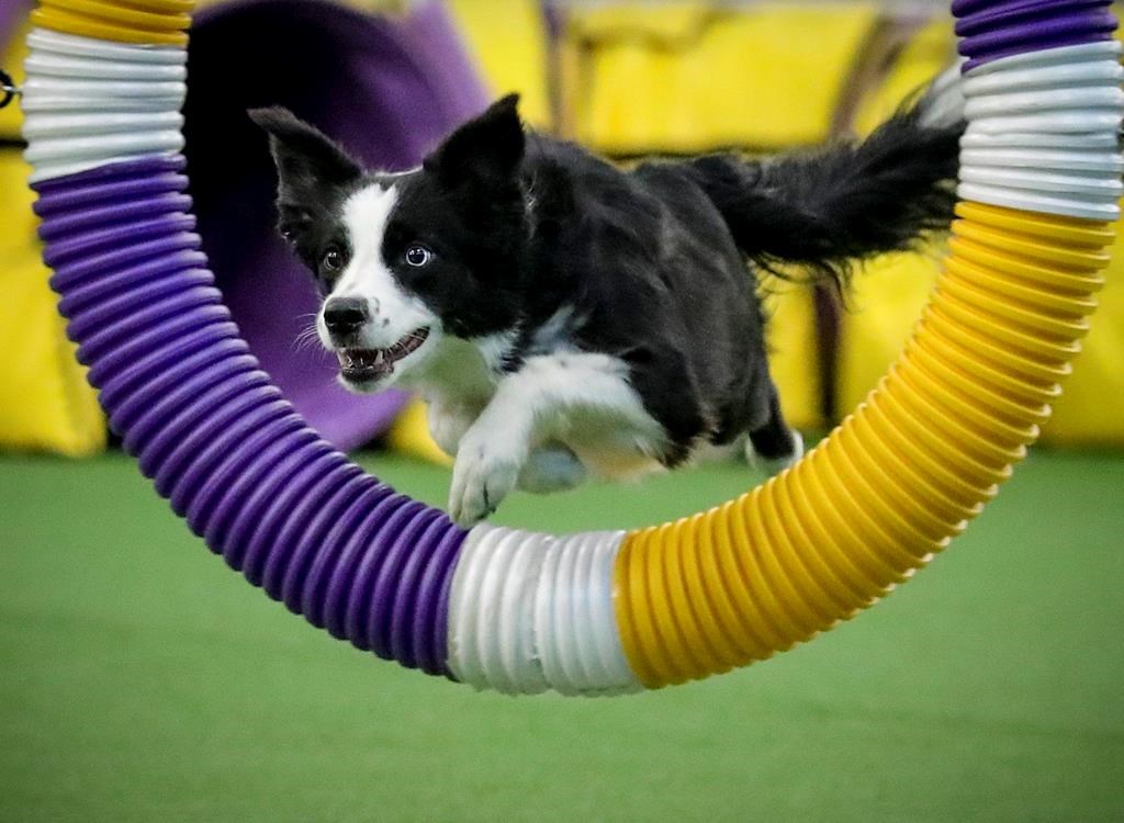 In the Pink Border collie wins Westminster agility contest