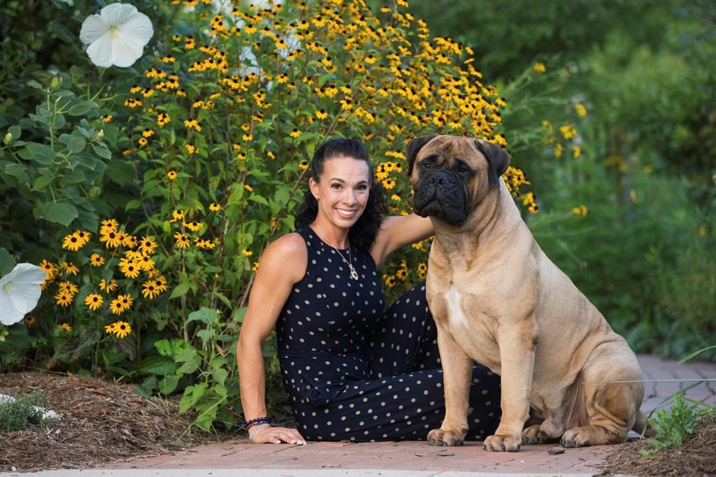 Snakebit! Bullmastiff heals, heads to Westminster Dog Show | CityNews ...