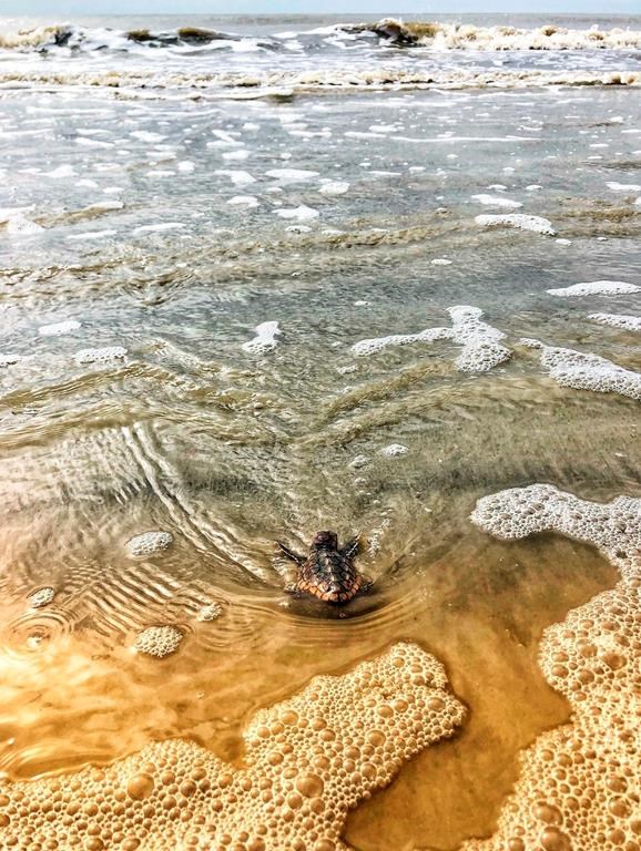 Federally Protected Sea Turtles Begin Nesting In Georgia 2721