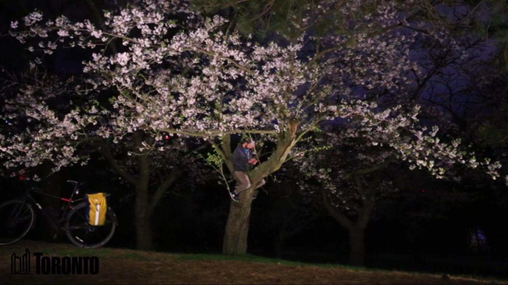 Cherry Blossom Night Lighting At Kiyomizudera Temple Travel Caffeine