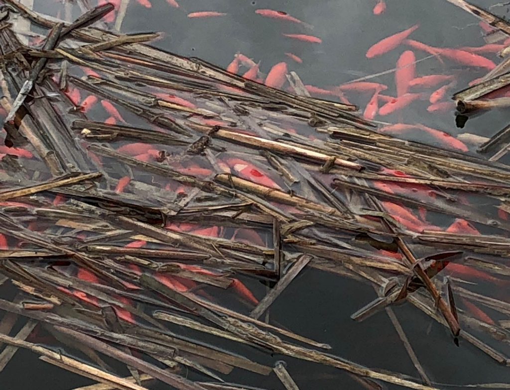 Our growing goldfish problem  University of Toronto Scarborough News