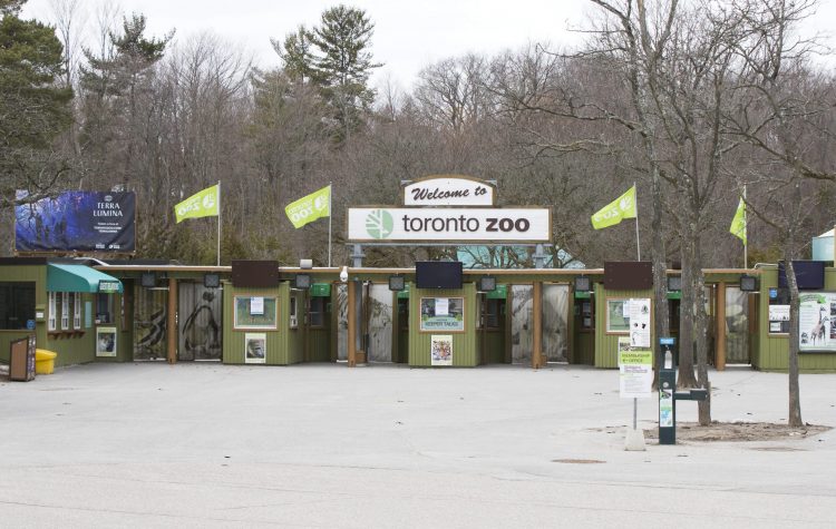 Toronto Zoo Pivots To Drive Thru Experience As Safe Alternative In Covid Era Citynews Toronto