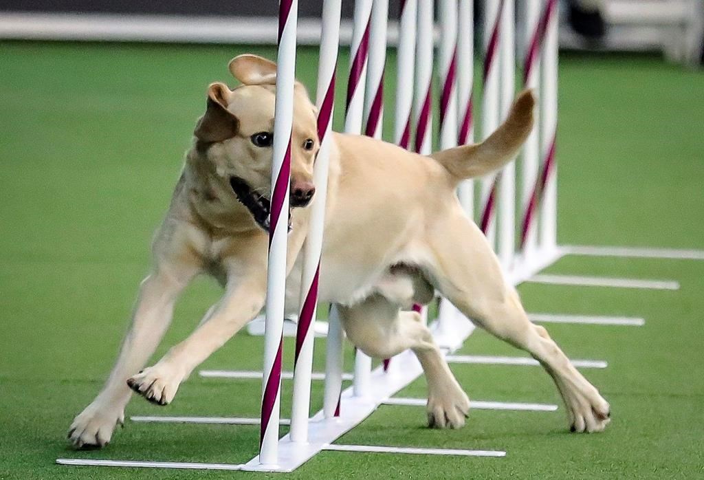 Labrador retriever clearance kennel club