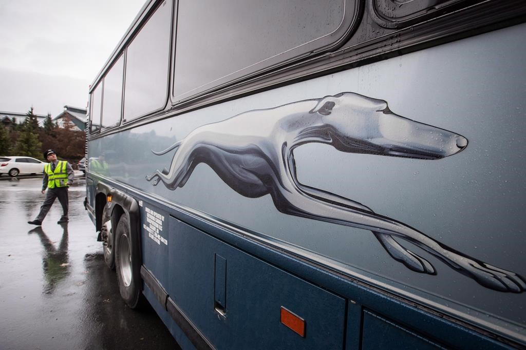 Cats on discount greyhound bus