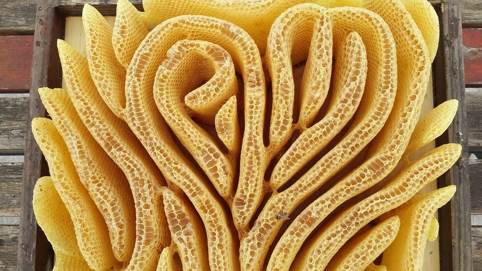 Fact check: Heart-shaped honeycomb wasn't designed by bees