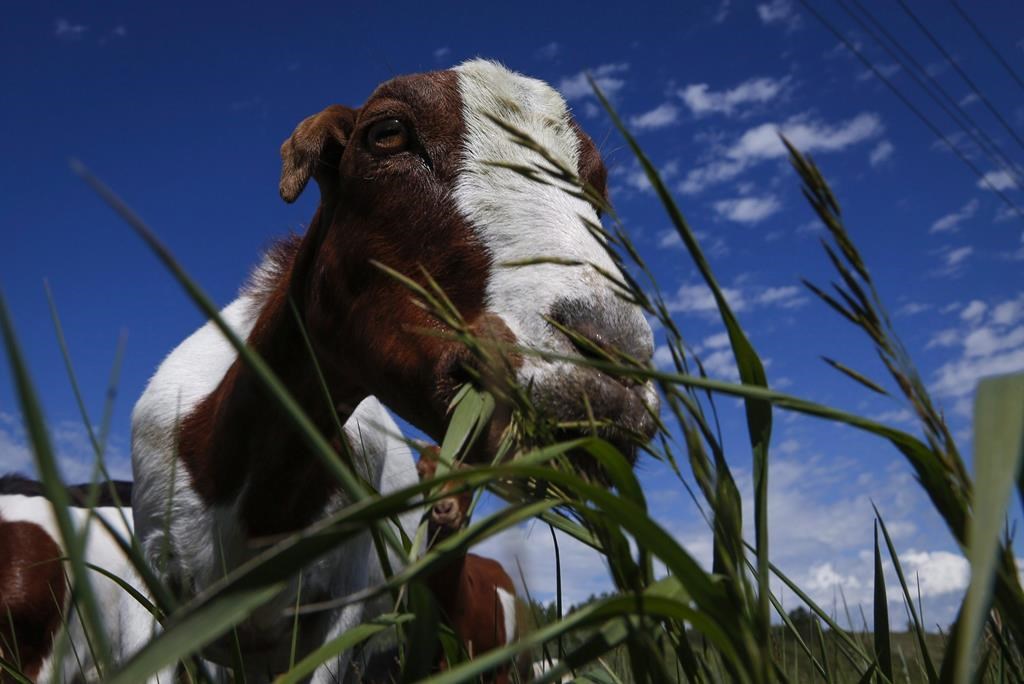 'Eco-herd' of goats to be deployed at Toronto park as part of pilot project