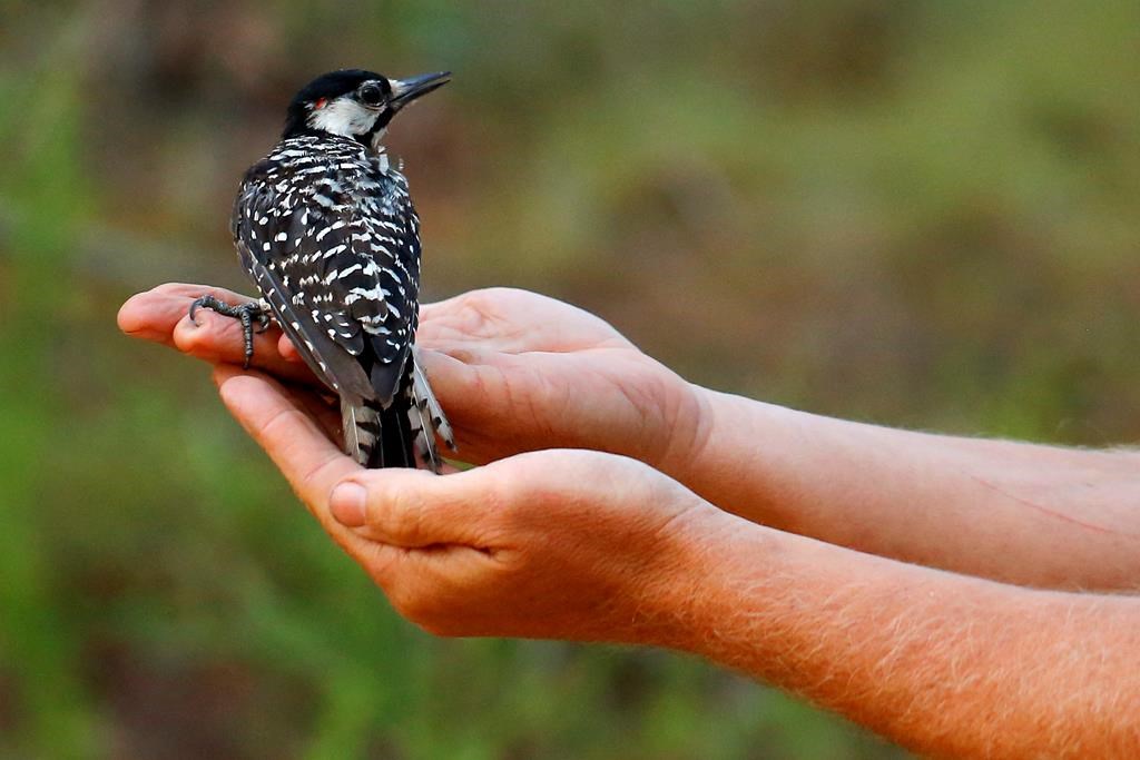 Feds: Relax Protections For Woodpecker Endangered Since 1970