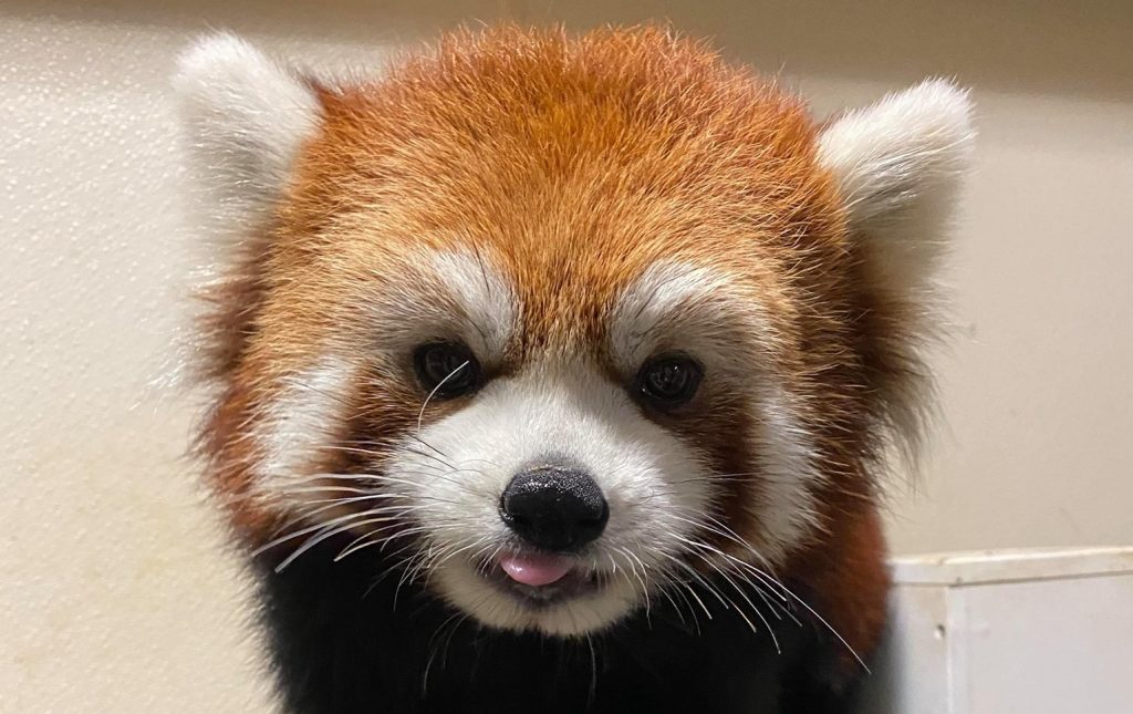 Toronto Zoo announces death of red panda IIa