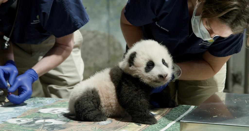 National Zoo Panda Cub Named Xiao Qi Ji Or Little Miracle Citynews Toronto