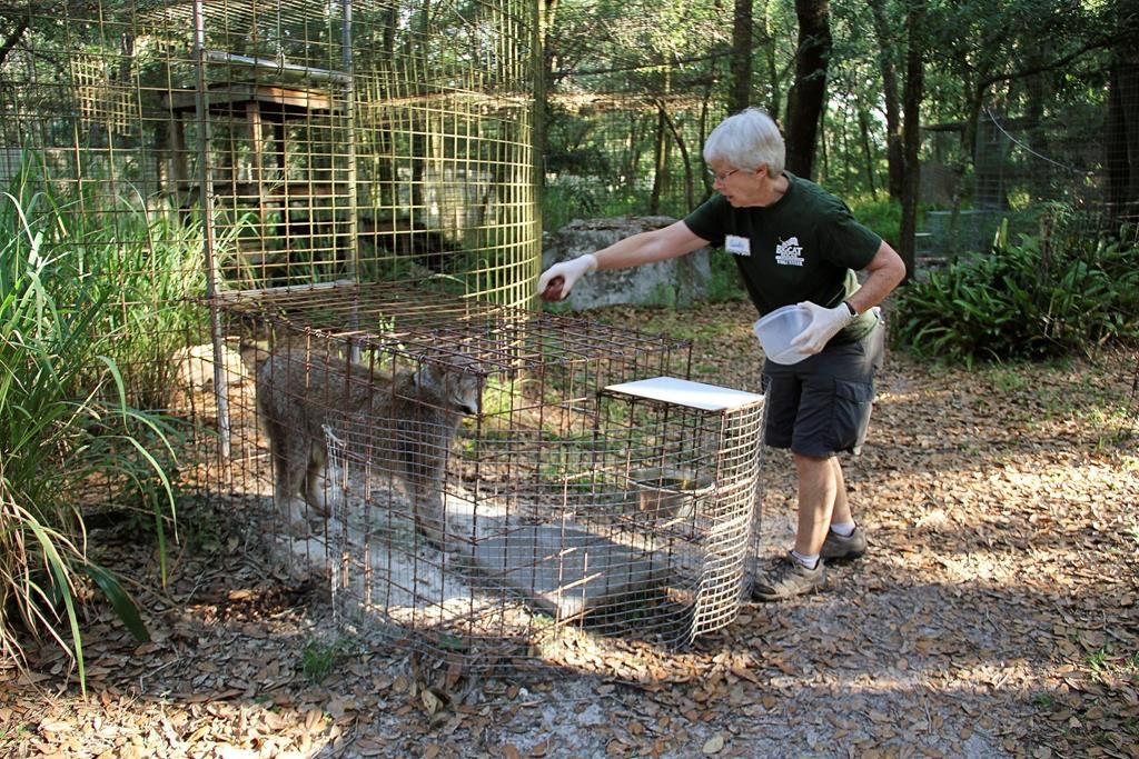 Volunteer bitten by tiger at Carole Baskin s Big Cat Rescue