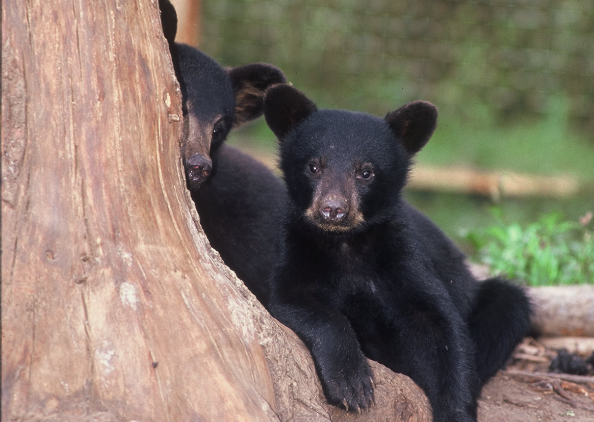 The Chicago Cubs had bear cubs at their spring training today